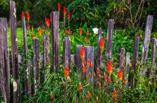 Fence & Flowers-2895